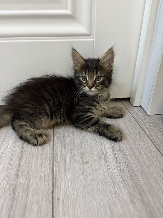 Мейн куны котята