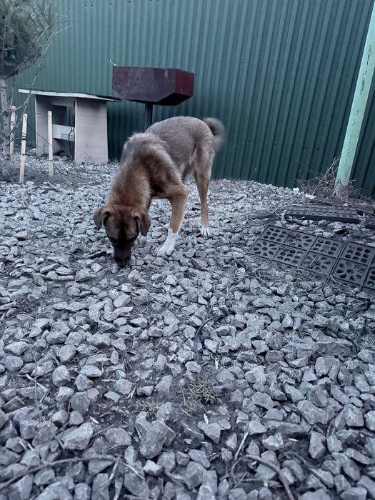 Пристраиваеться девочка Ева