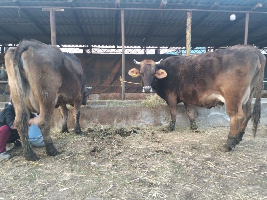 Корова чисто кровная