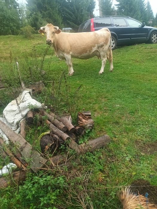 Vând 2 vaci cu viței