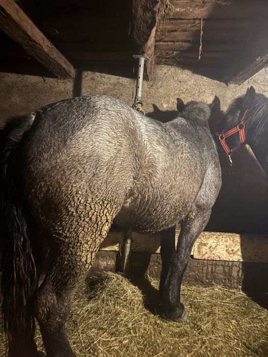 De vanzare manza de 3 ani