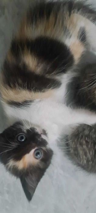 Котят в надежные руки