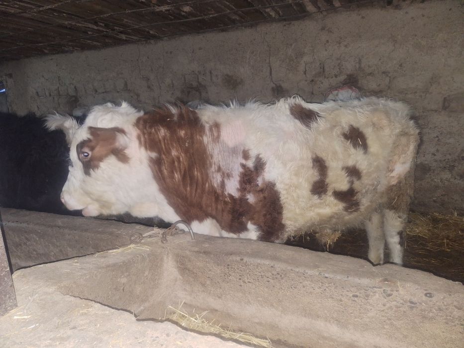 2 бас 1 жастан аскан бычоктар