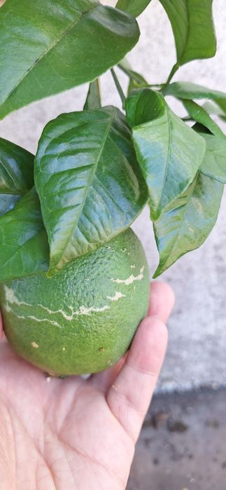 Portocal pom fructifer