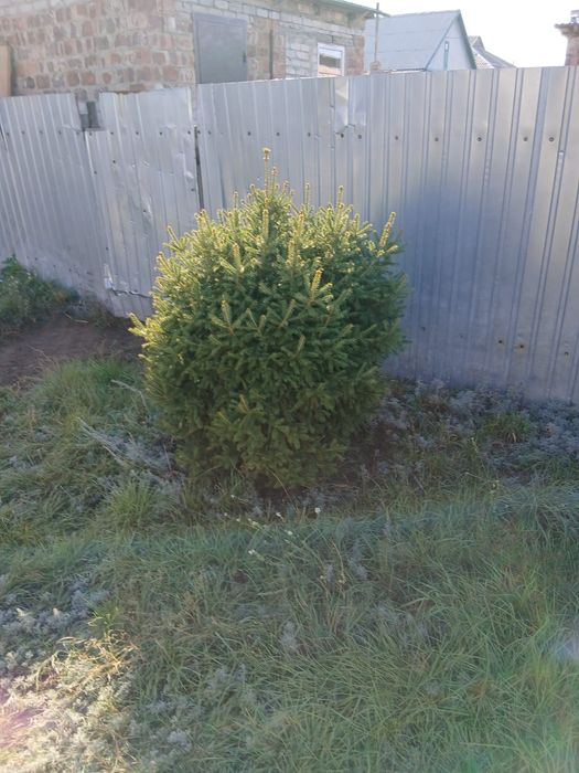 Ель ёлка ёлочка 2 шт.