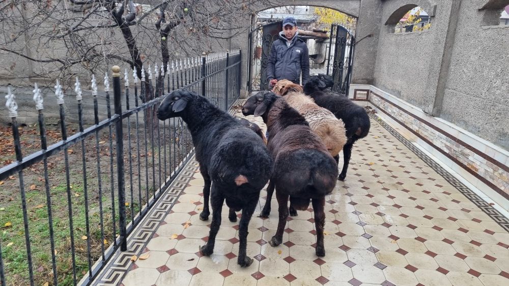 Qurbonlikga quchqorlar sotiladi!!! Кучкор сотилади