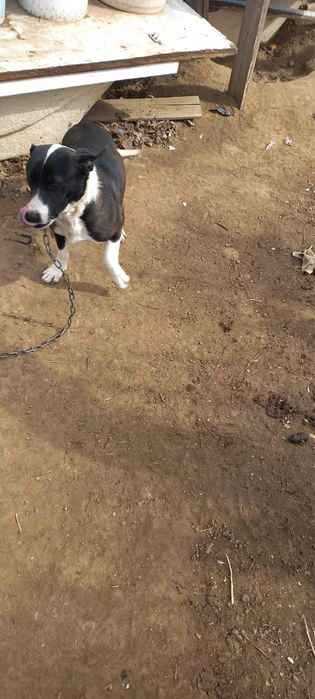 Щенки бесплатно отдам