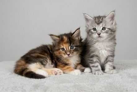 Котята Мейн-Кун.  Бронь открыта.