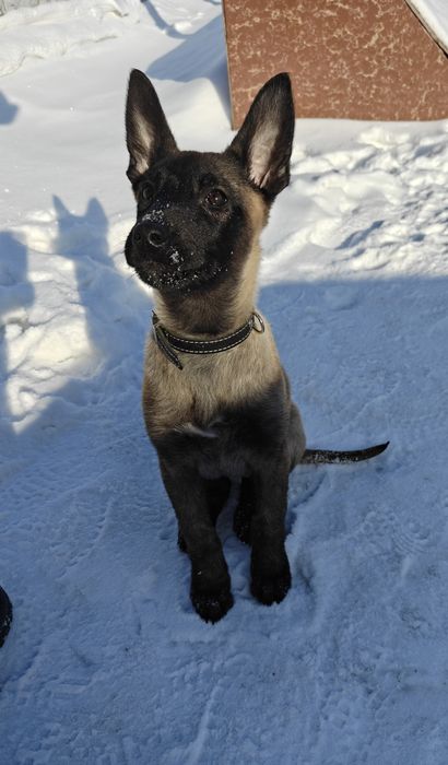 Бельгийская овчарка Малинуа