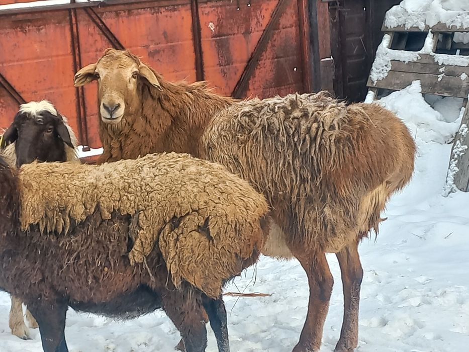 Кошкар  на Племя.