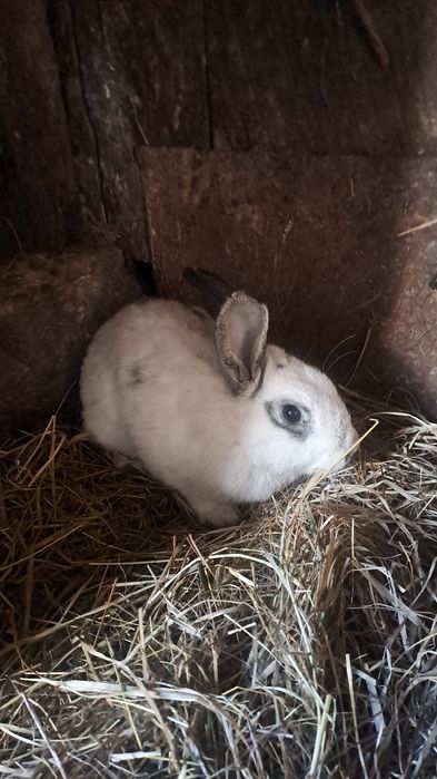 Продам молодых кролих и кролов