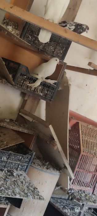 Oq popukli va har xil zotli kaptarlar sotiladi
