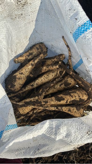 Parrunjel si pastarnac calitate cantitate si pret