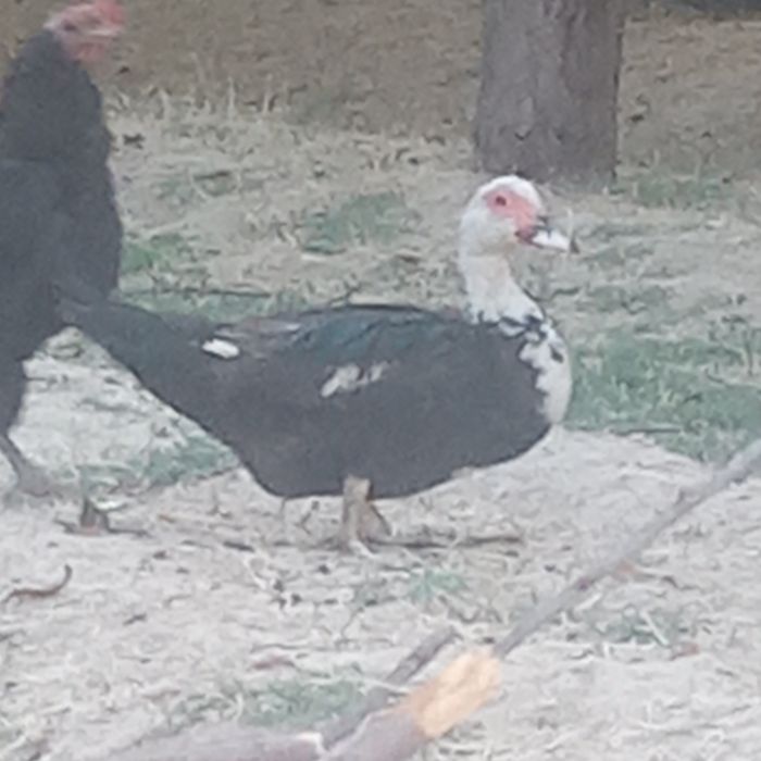 Indutka sotiladi