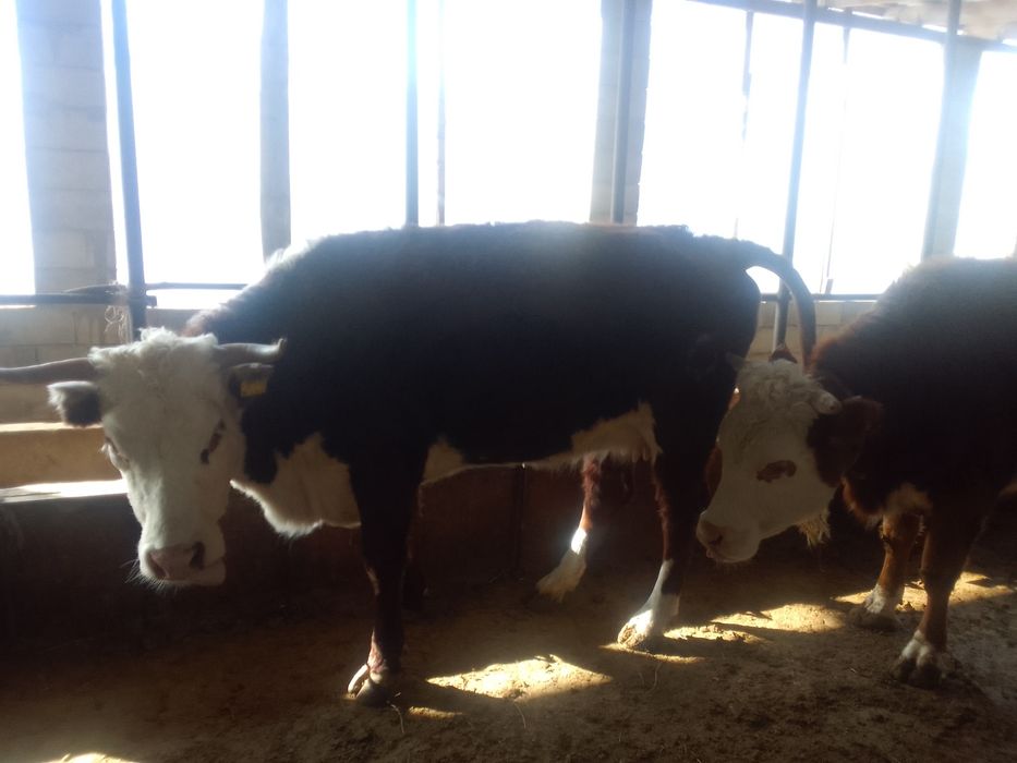 Бордақыланған сиырлар