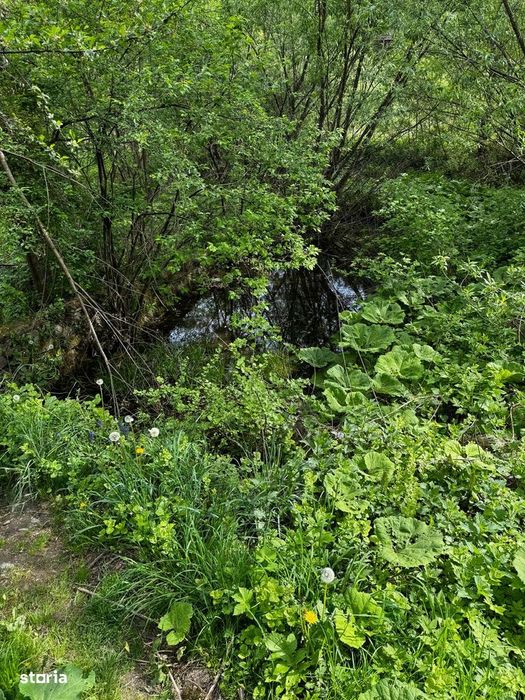 Terende vânzare  – 4.300 mp Brateș-Tarcău,Neamț-Potențial turistic