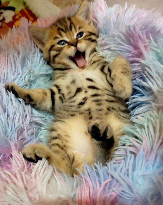 Шотландские тигрята-котята!