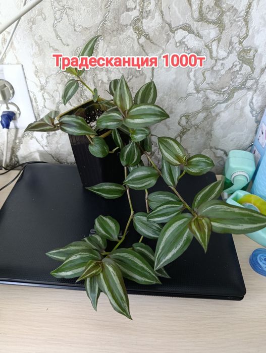 Эпипремнумы.  кжби