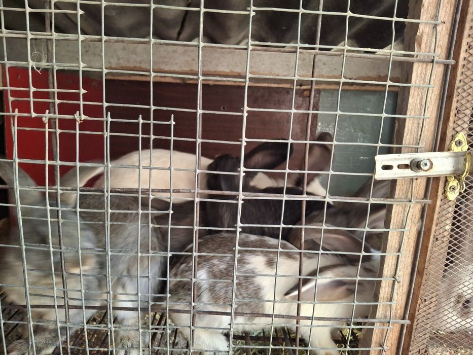 Продажа кроликов