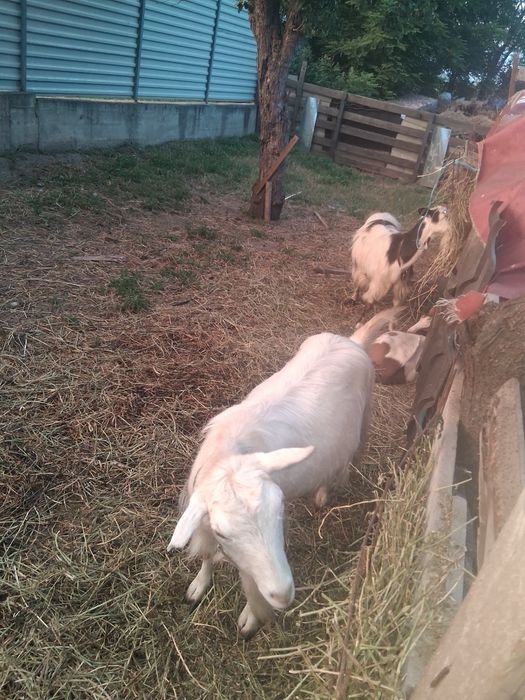 Vând miei și iezi și 2 capre mature
