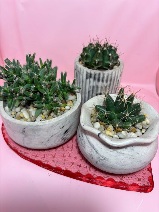 Композиции из суккулентов