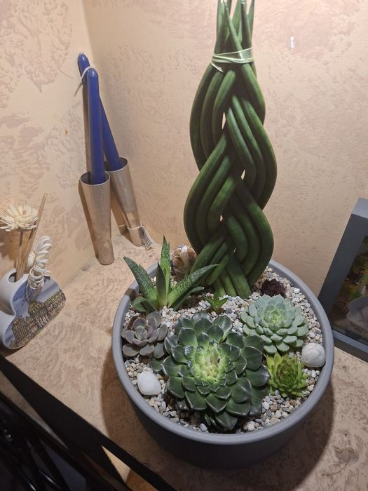 Мини градинка за вашият дом и офис.