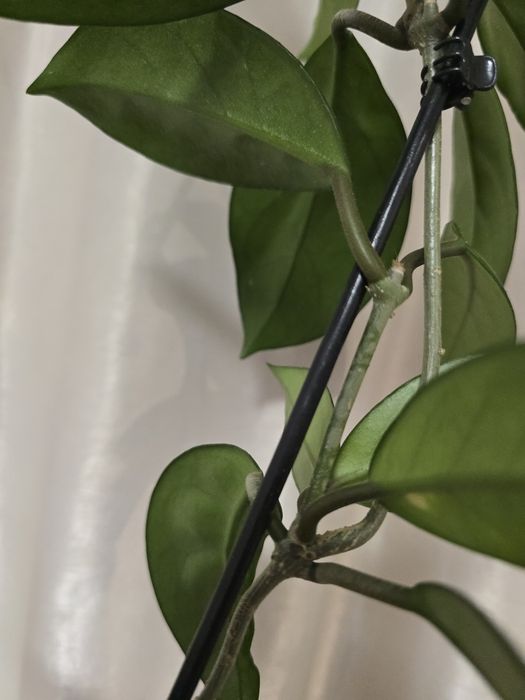 Hoya Carnosa, Lacrima Maicii Domnului, Cerica