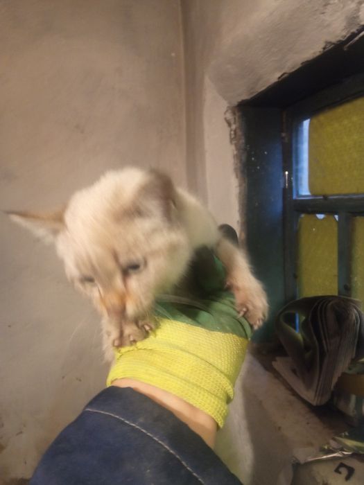 Кошка.                             .