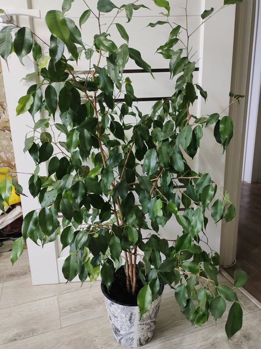 Продам шикарный фикус ,, Бенджамина,,