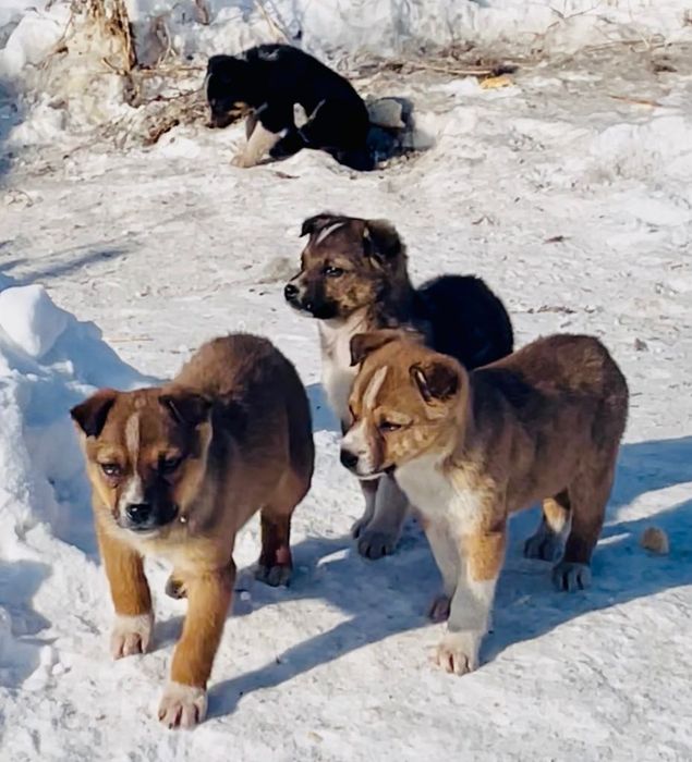 Щенки 3 мес. В добрые руки!