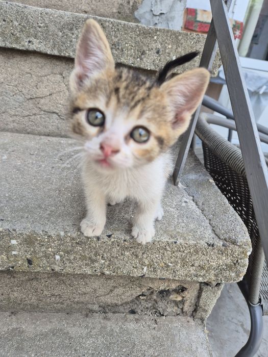 Подарявам малки котета