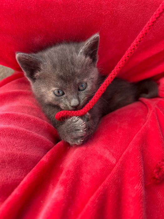 Подарявам котета