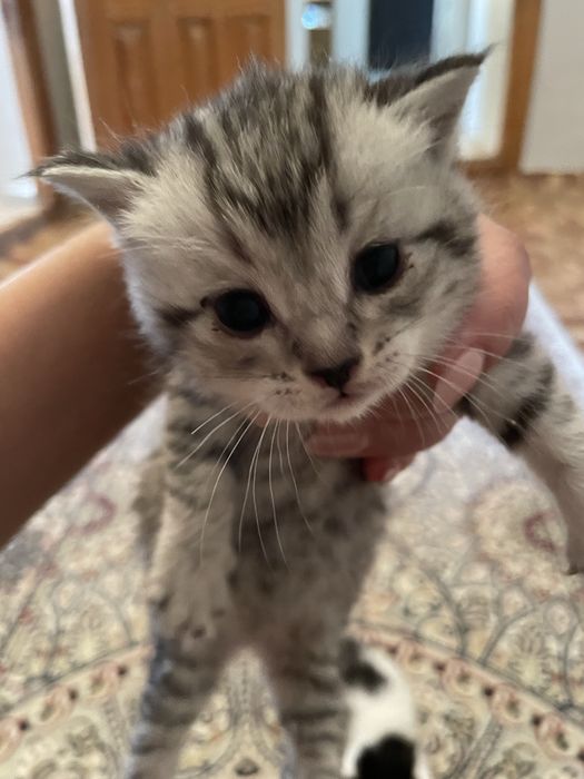 Отдам котят в добрые руки.