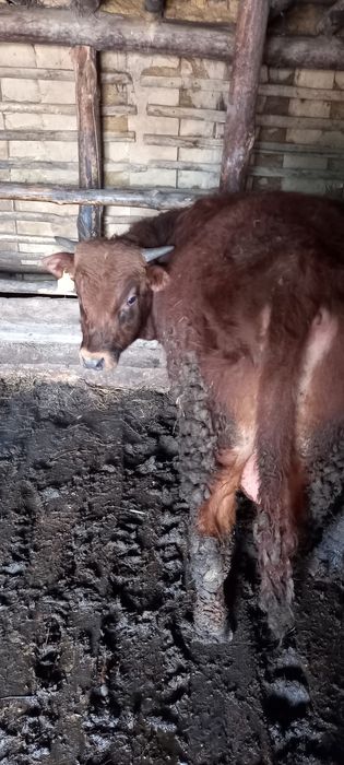 Откорм бұқалар екі бас