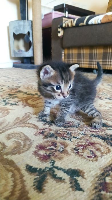 Недорого котята.