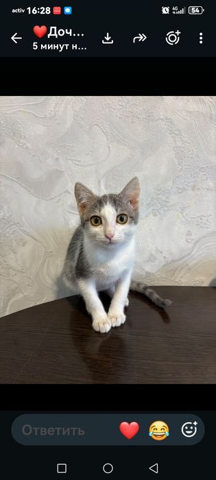 Отдам котенка ( девочка)