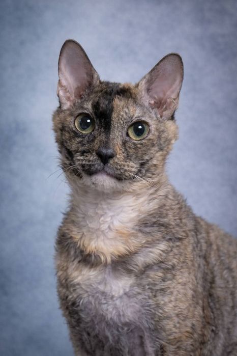 Кошки породы уральский рекс в добрые руки