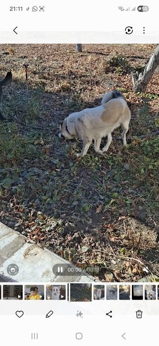 Собака отдам в хорошие руки