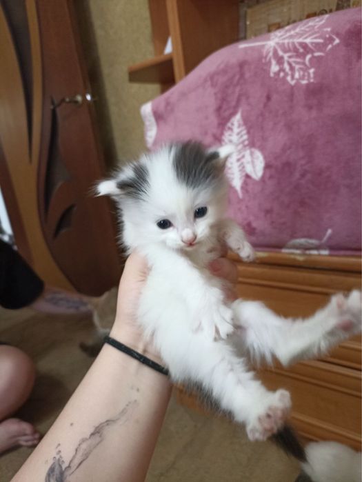 Отдам даром котят