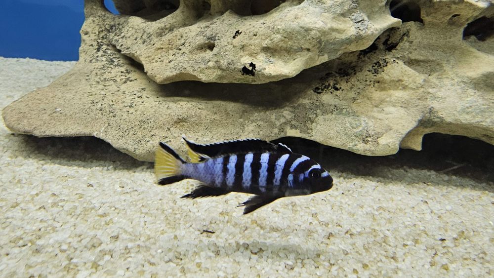 Рибки Африкански цихлиди