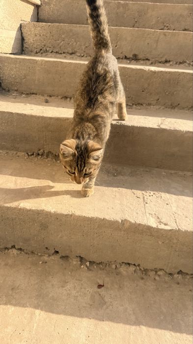 Котенок в добрые руки