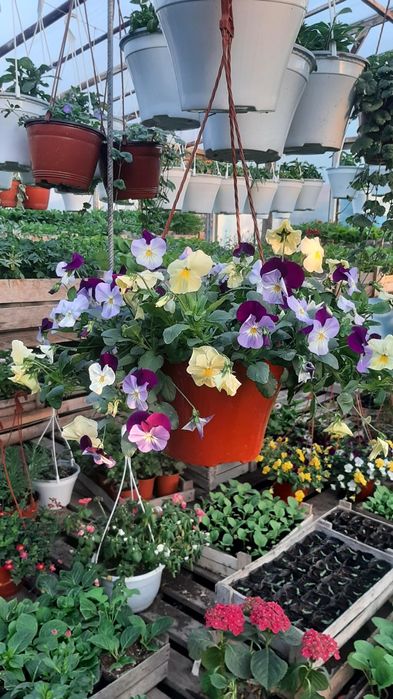 Петуния цветы рассада