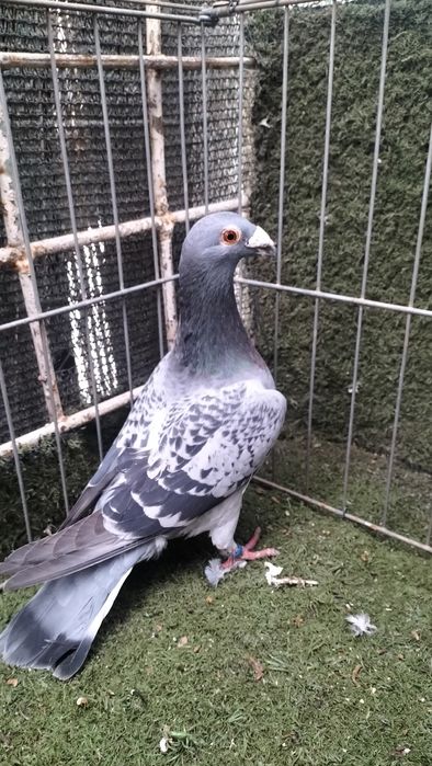 Voiajori stil vechi, italieni, staropolskie