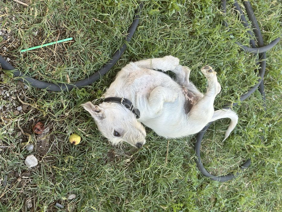 Лабрадор Ретривер Метис