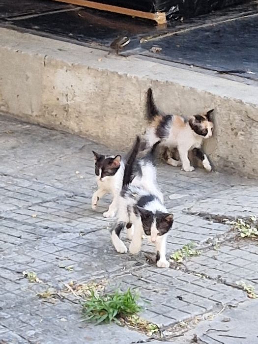 Малки котета за осиновяване