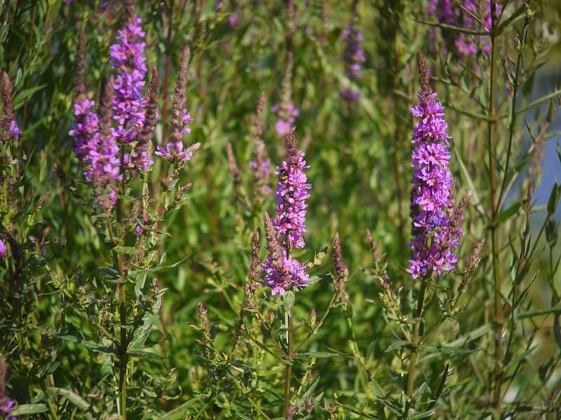 Pentax-110 70mm f/2.8 – Obiectiv rar pentru Micro 4/3 (Swirl Bokeh)