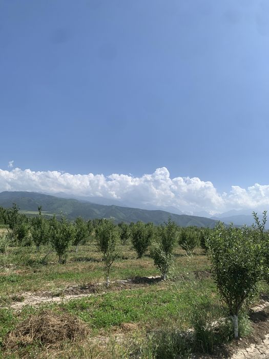 Сад яблоки  1.5Га