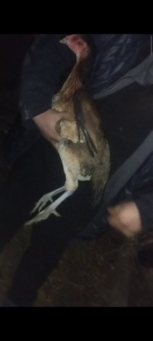 Дакан куры по 7-8 месяцев