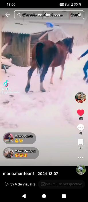 Iapă de vânzare cuminte și ascultătoare merge la căruță trage foarte b