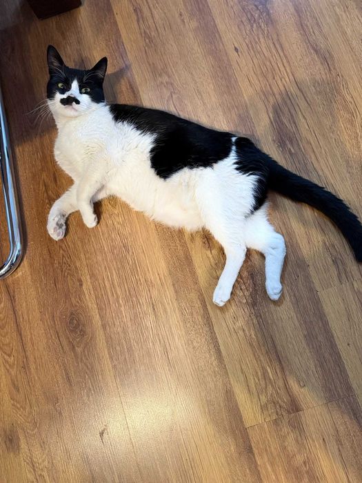 Лъки – търси дом